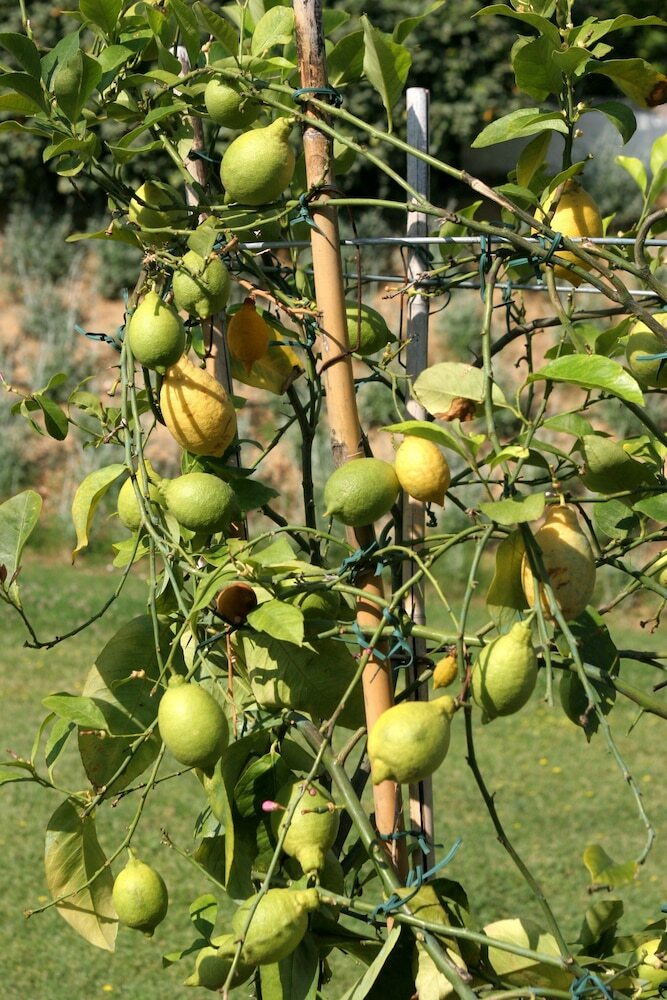 Bed & Breakfast Tenuta Le Viiste