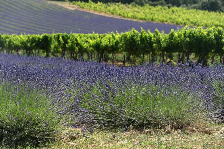 Bed & Breakfast Le Clos Des Lavandes