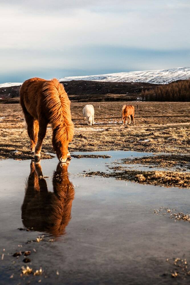 Hotel Mj�anes Accomodation