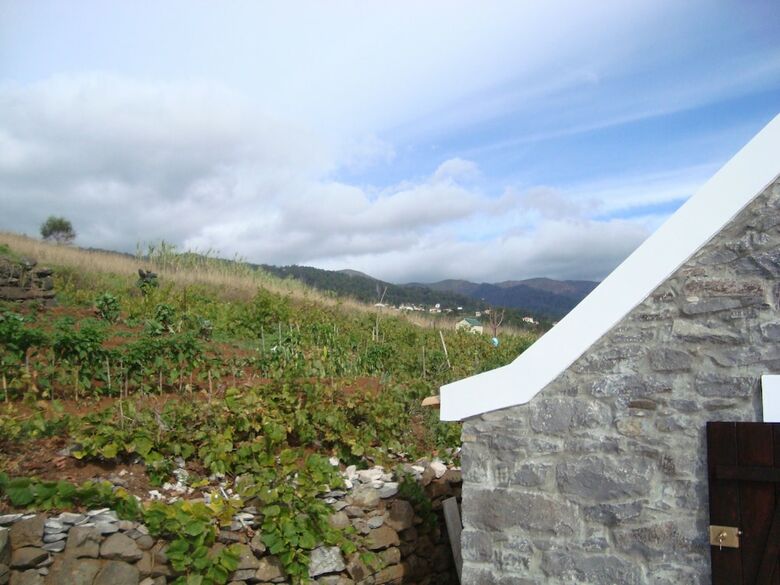 Cavalinho Palheiro In Madeira