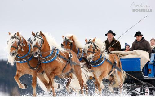 Agroturismo Haflingerhof