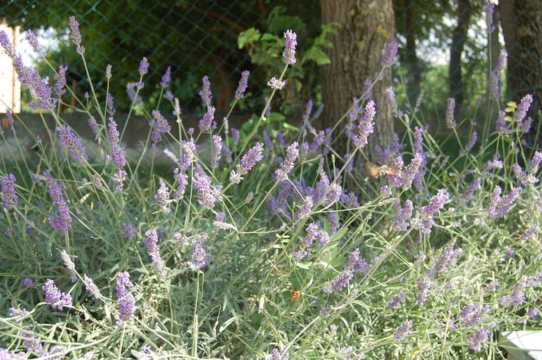 Agroturismo Il Giardino Degli Ulivi