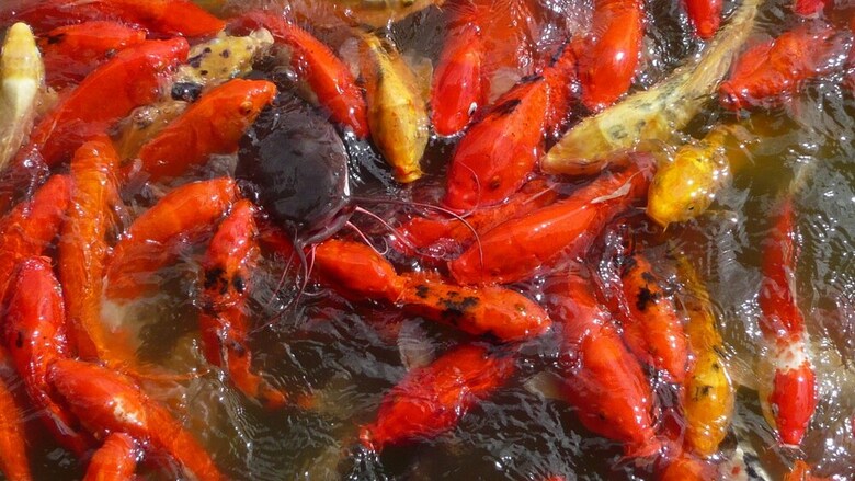 Beach Condos Pico De Loro Hamilo Coast