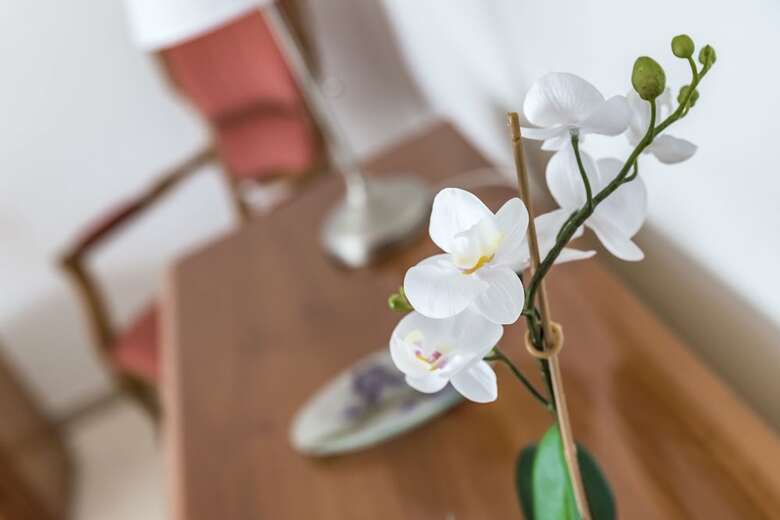 Apartamento Appartamenti Albero Di Giada