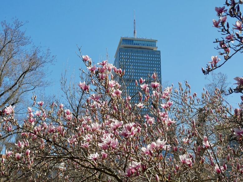 Deluxe Apartment, One Bedroom In Back Bay, Boston