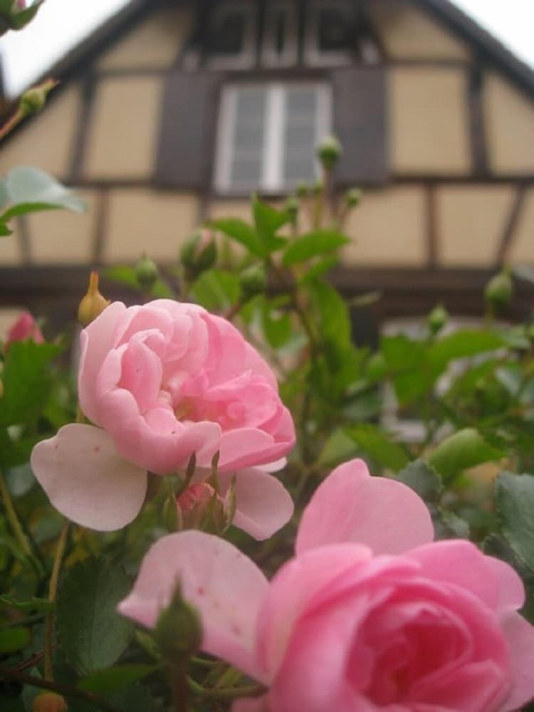 Hotel Chambres D'h�tes La Stoob Strasbourg Sud