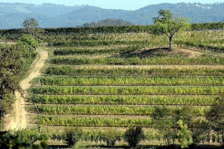Agroturismo Casali Del Picchio - Winery