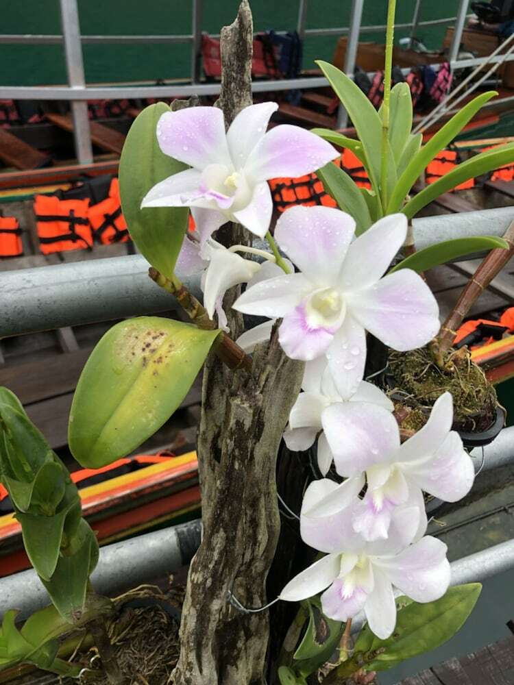 Hotel Orchid Lake House
