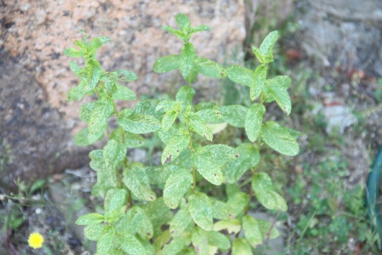 Apartamento Citai Garden House