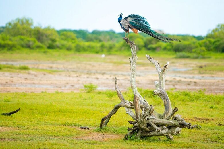Topan Yala - Air Conditioned Luxury Safari Camp