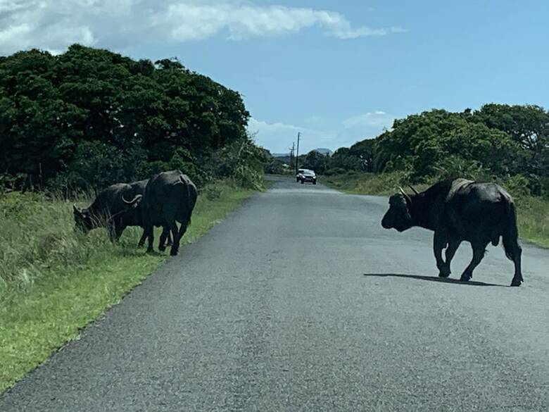 Apartamentos Flamingo Lodge