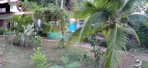 Hostal Jaguar Azul Palomino