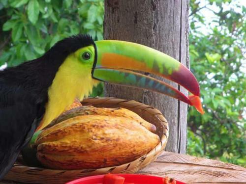 La Candelaria Coffee Farm B&B