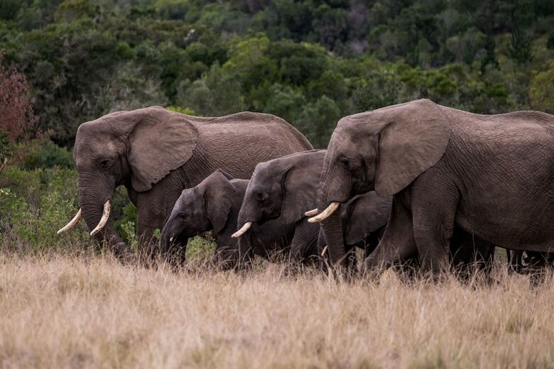 Hotel Plettenberg Bay Game Reserve