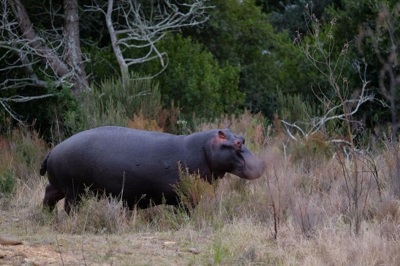Hotel Plettenberg Bay Game Reserve