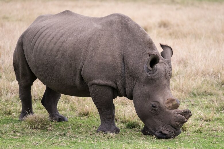Hotel Plettenberg Bay Game Reserve