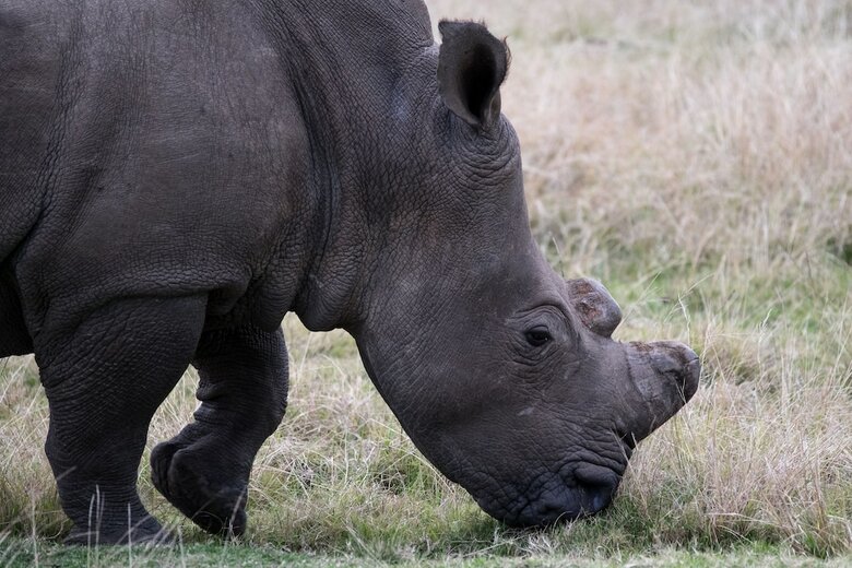 Hotel Plettenberg Bay Game Reserve