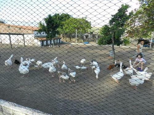 Apartamento No Villa H�pica Flat E Club