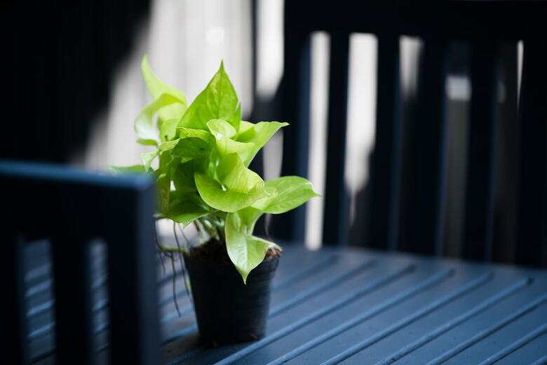 Hostal Noni Tree Hostel