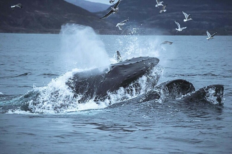 Aurora Glamping By The Whales