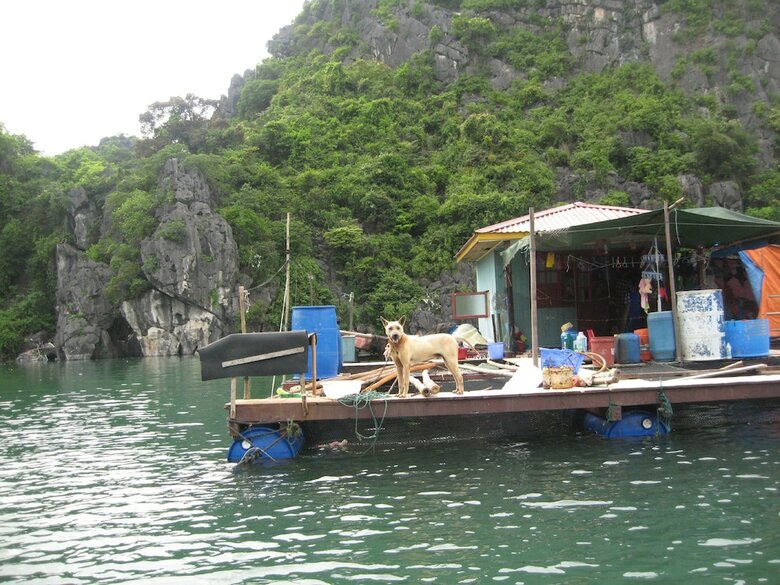 White Dolphin Cruise