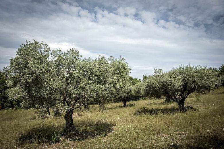 Bed & Breakfast Chambres D'h�tes de Ladret de Gra�s