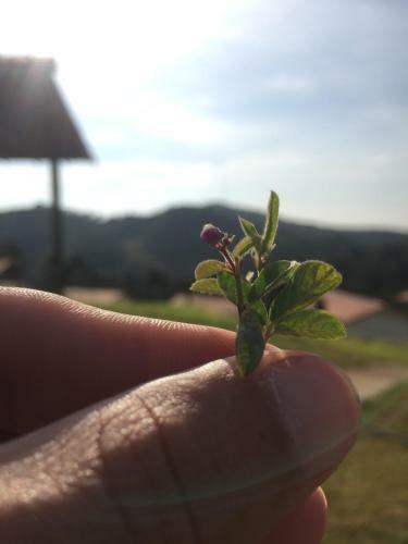 Lodge Pousada Chal�s Alternativa