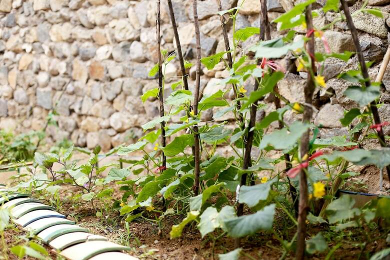 Agroturismo Roseann's Courtyard