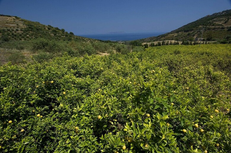 Apartamento La Collina Degli Ulivi - Casa Ulivi 2