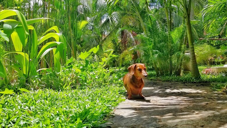 Hotel Good Karma Ayurvedic Resort
