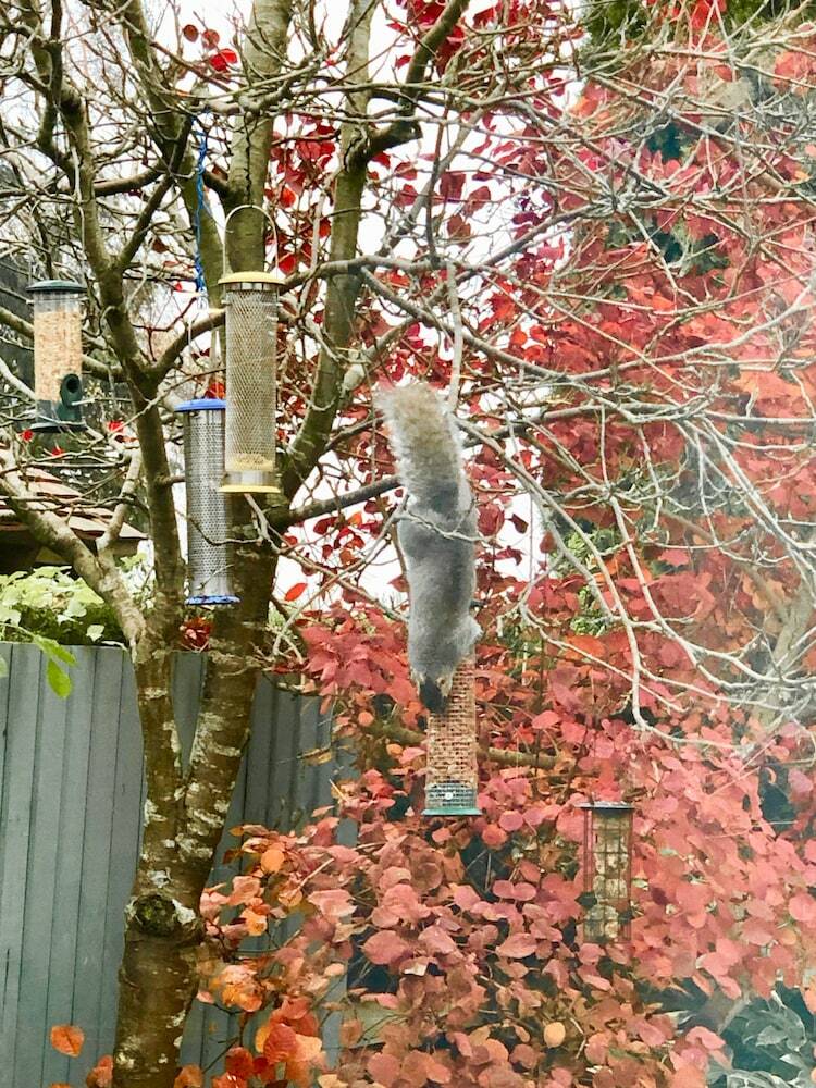 Bed & Breakfast Laurels