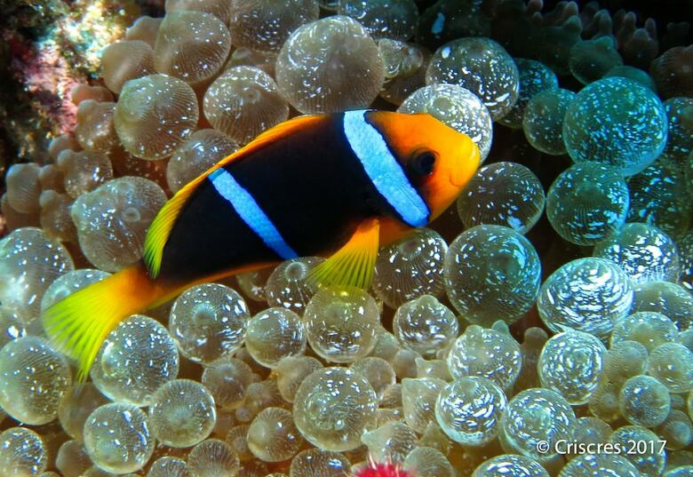Hotel Viani Bay Resort At Dive Academy Fiji