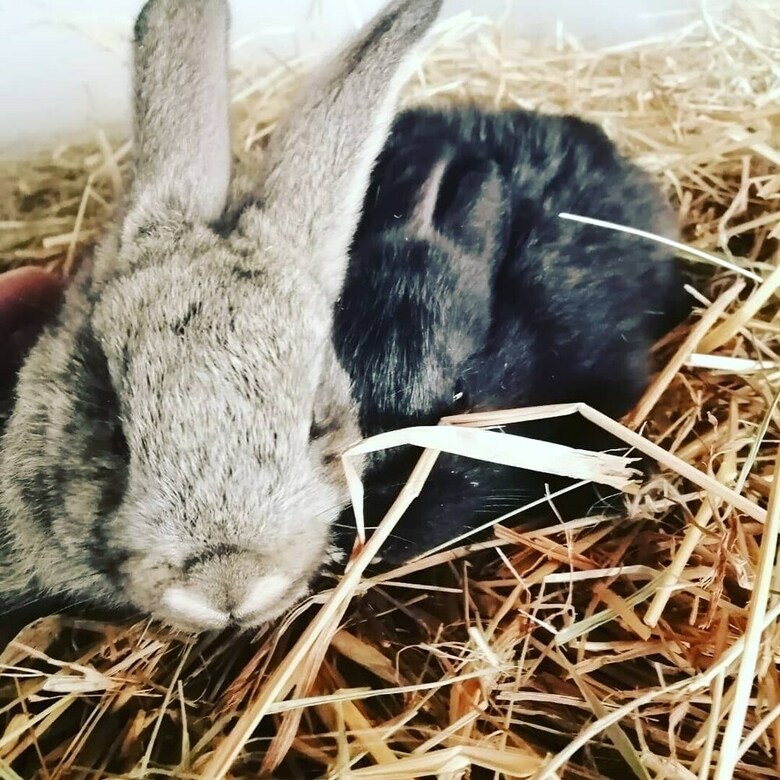 Agroturismo Agriturismo Castanito