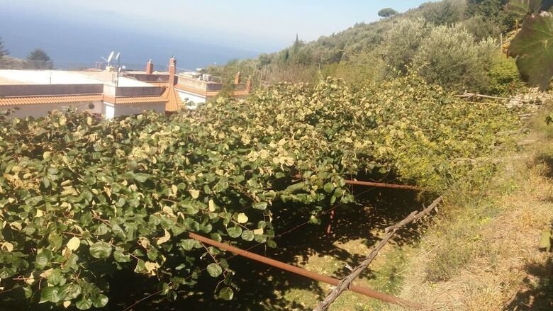 Agroturismo Agriturismo Castanito