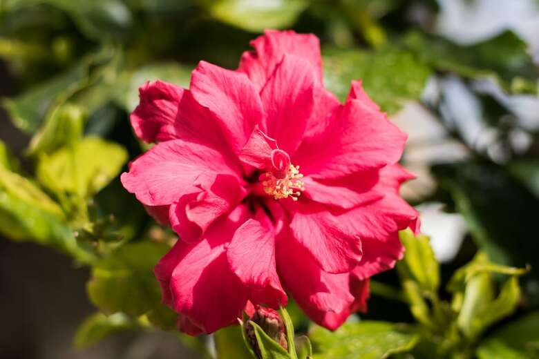 Damatria Family Cottage