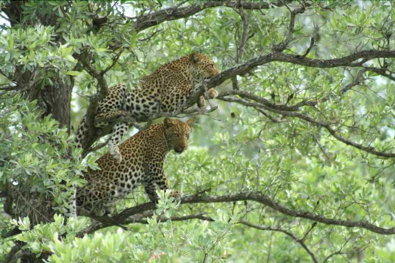 Posada Shumbalala Game Lodge