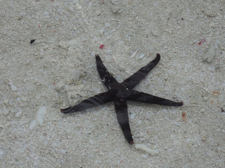 Bed & Breakfast Bahari Pizza Restaurant And Bungalows