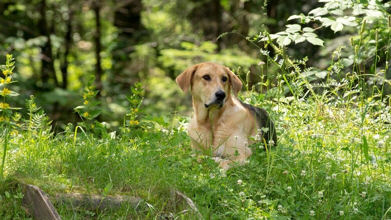Pension Haus Wildbach