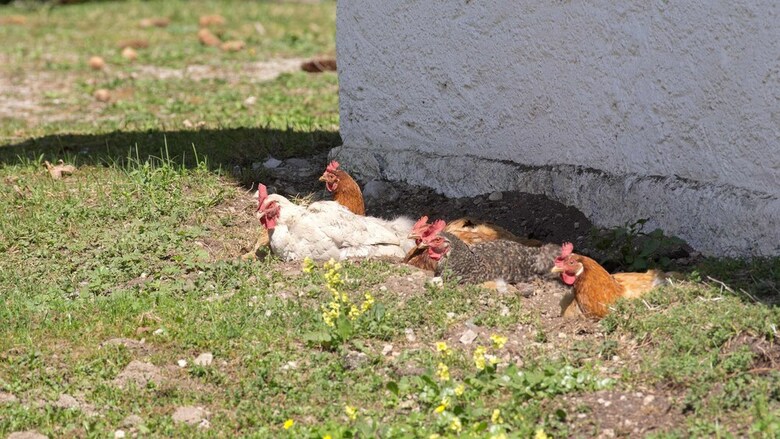 Pension Haus Wildbach