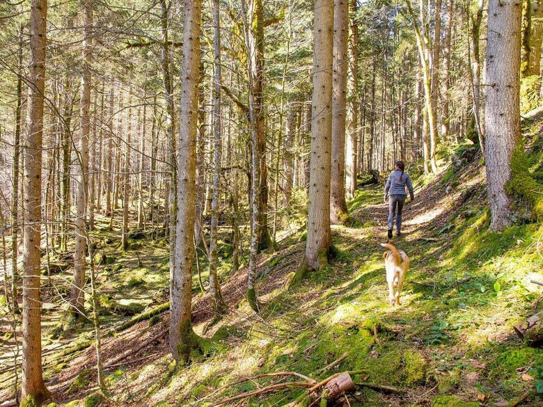 Pension Haus Wildbach