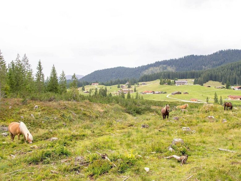 Pension Haus Wildbach