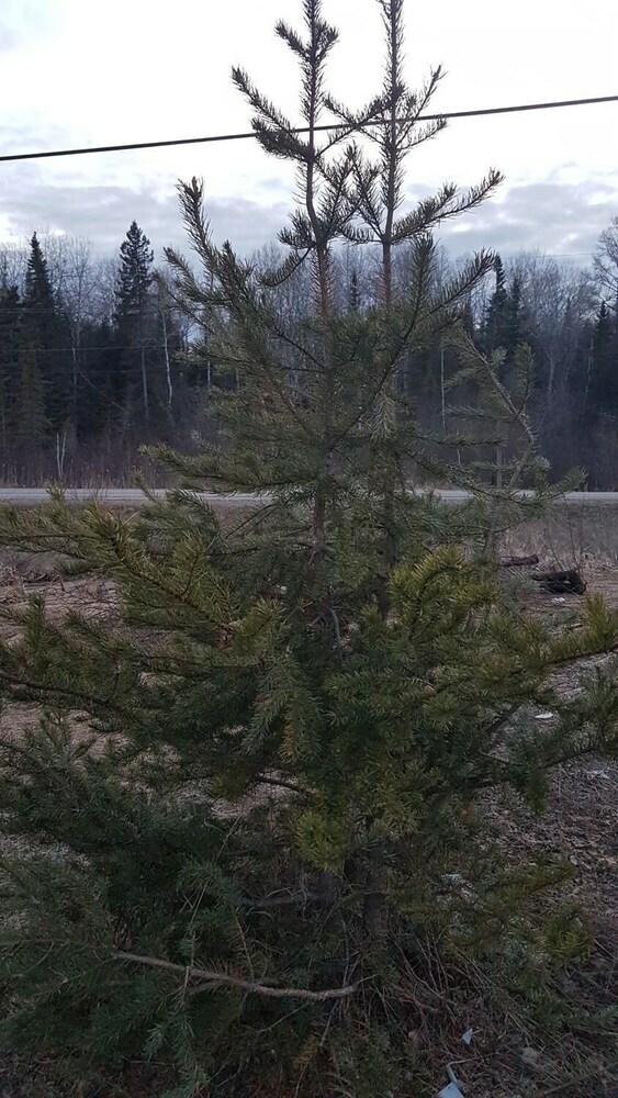 Aparthotel Executive Suites