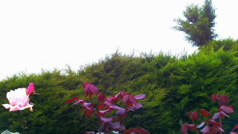 Hotel Maggies Cottage Nuwaraeliya