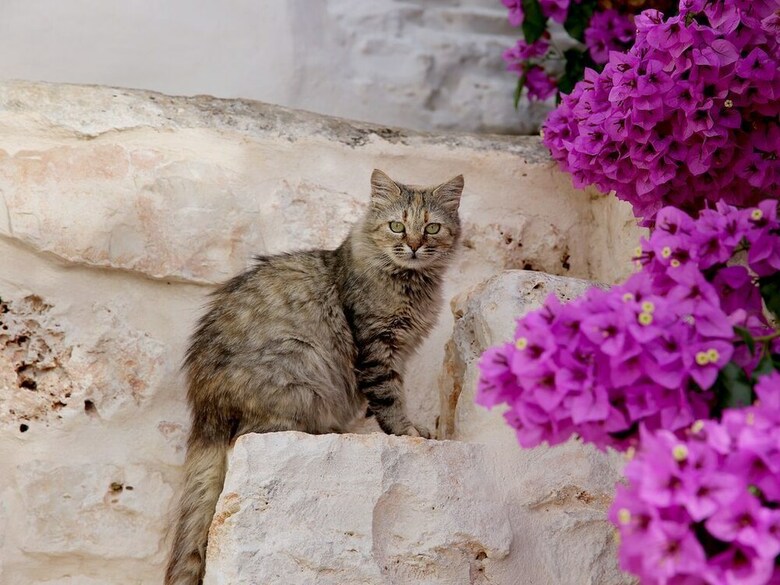 Trullo Madia With Shared Jacuzzi For A Memorable Stay In Nature And Relax