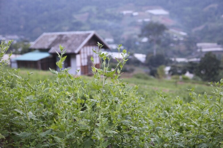 Hotel Mori Natural Farm