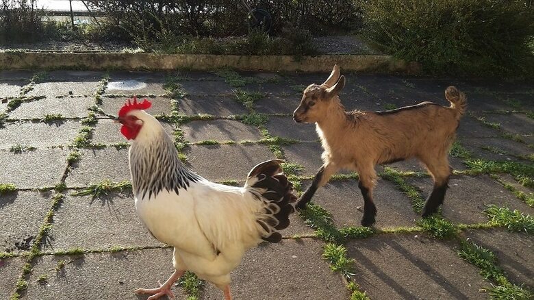 Le Domaine Du Vigneau