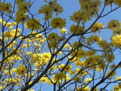 Hotel Boutique La Casona Del Cafetal