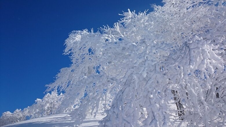 Bed & Breakfast Nozawa Dream Central