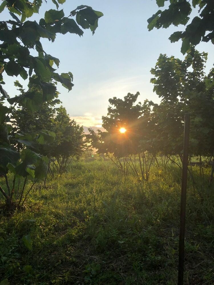 Hotel Twins Wine Cellar