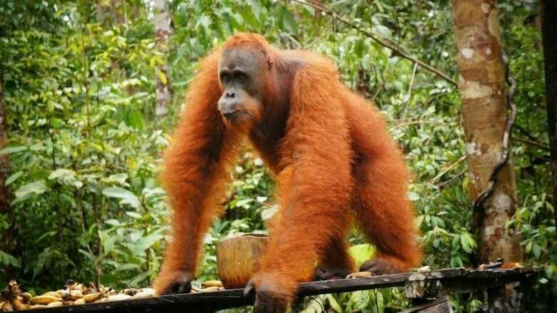 Bed & Breakfast Arut Riverside Orangutan Guest House